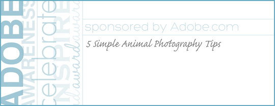 5 Simple Animal Photography Tips from Adobe.com